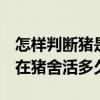 怎样判断猪是否得了非瘟 有什么症状 病毒能在猪舍活多久