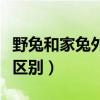 野兔和家兔外观上的区别（野兔和家兔有什么区别）