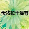 母猪拉干最有效的治疗（是什么原因引起的）