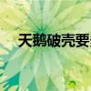 天鹅破壳要多久（天鹅寿命最长多少年）