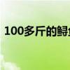 100多斤的鲟鱼要长多久（鲟鱼吃什么食物）