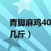 青脚麻鸡40多天能长多少斤（青脚麻鸡能长几斤）