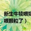 新生牛犊喂奶粉几小时喂一次（牛犊几天可以喂颗粒了）