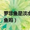 罗非鱼是淡水鱼还是海水里的（罗非鱼是淡水鱼吗）