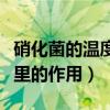 硝化菌的温度不能低于多少度（硝化菌在鱼缸里的作用）