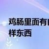 鸡肠里面有白色的长虫 公鸡体内出现蛋黄一样东西