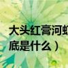 大头红膏河虾有没有虾线（河虾头上的红膏到底是什么）