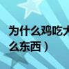 为什么鸡吃大米不容易下蛋（鸡下软皮蛋喂什么东西）