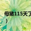 母猪115天了还没下怎么办（要不要打催产针）