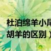 杜泊绵羊小尾寒羊和胡羊优缺点（小尾寒羊和胡羊的区别）