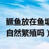 鳜鱼放在鱼塘会自己繁殖吗（鳜鱼在鱼塘可以自然繁殖吗）