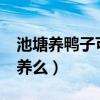 池塘养鸭子可以养鱼吗?（养鸭在沼泽地可以养么）