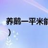 养鹅一平米能养多少只（养鹅每平方米多少只）