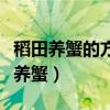 稻田养蟹的方法和注意事项（蟹田稻什么时候养蟹）