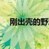 刚出壳的野鸡苗怎么喂养（怎么分公母）