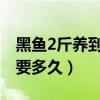 黑鱼2斤养到四斤要养多久（黑鱼从卵到养大要多久）