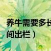 养牛需要多长时间才能出栏（养牛一般多长时间出栏）