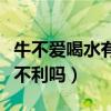 牛不爱喝水有什么妙招（牛冬天吃麸皮有什么不利吗）