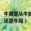 牛黄是从牛的哪里弄出来的（肥牛不包括外脊还是牛尾）