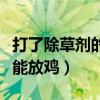 打了除草剂的草多久鸡能吃（打了除草剂多久能放鸡）