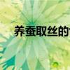 养蚕取丝的创始人是谁（养蚕怎么取丝）