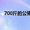 700斤的公猪能阉吗（公猪为什么要阉割）