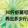 30斤虾苗可以出多少斤成虾（一百斤虾苗能养出多少斤成虾）