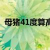 母猪41度算高烧吗（母猪高烧41度怎么办）