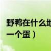 野鸭在什么地方下蛋抱窝（一般多长时间会下一个蛋）