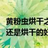 黄粉虫烘干之后都有什么用处（黄粉虫冻干好还是烘干的好）