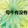 母牛有没有牛角（黑白花牛是什么品种）