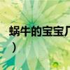 蜗牛的宝宝几天才能孵化出来（蜗牛分公母吗）