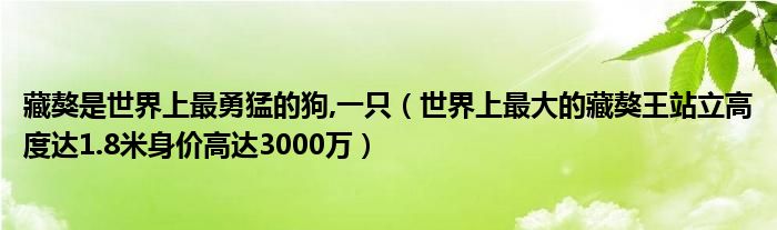 藏獒是世界上最勇猛的狗,一只（世界上最大的藏獒王站立高度达1.8米身价高达3000万）