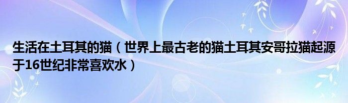 生活在土耳其的猫（世界上最古老的猫土耳其安哥拉猫起源于16世纪非常喜欢水）