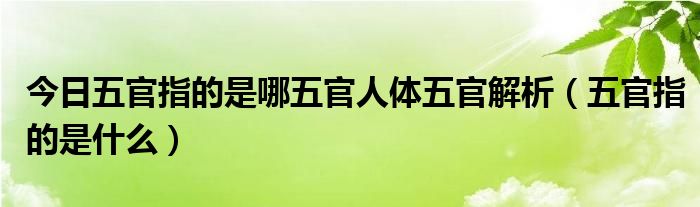 今日五官指的是哪五官人体五官解析（五官指的是什么）