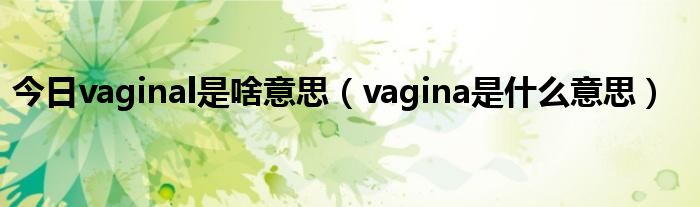 今日vaginal是啥意思（vagina是什么意思）