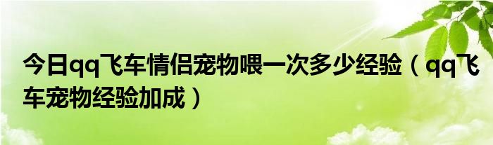 今日qq飞车情侣宠物喂一次多少经验（qq飞车宠物经验加成）