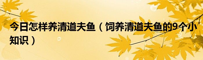 今日怎样养清道夫鱼（饲养清道夫鱼的9个小知识）