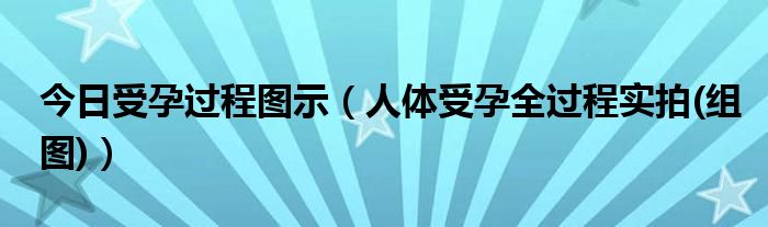 今日受孕过程图示（人体受孕全过程实拍(组图)）