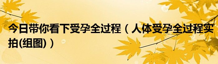 今日带你看下受孕全过程（人体受孕全过程实拍(组图)）