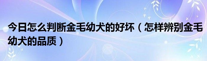 今日怎么判断金毛幼犬的好坏（怎样辨别金毛幼犬的品质）