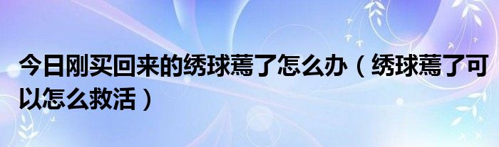 今日刚买回来的绣球蔫了怎么办（绣球蔫了可以怎么救活）