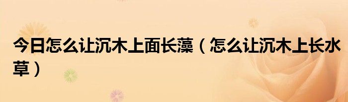 今日怎么让沉木上面长藻（怎么让沉木上长水草）