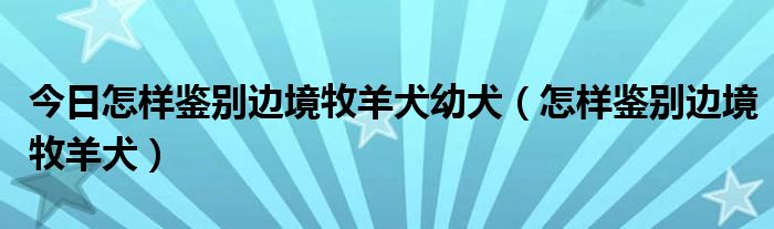 今日怎样鉴别边境牧羊犬幼犬（怎样鉴别边境牧羊犬）