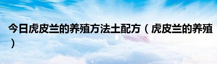 今日虎皮兰的养殖方法土配方（虎皮兰的养殖）