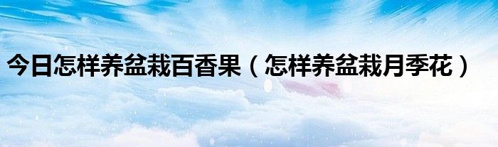 今日怎样养盆栽百香果（怎样养盆栽月季花）