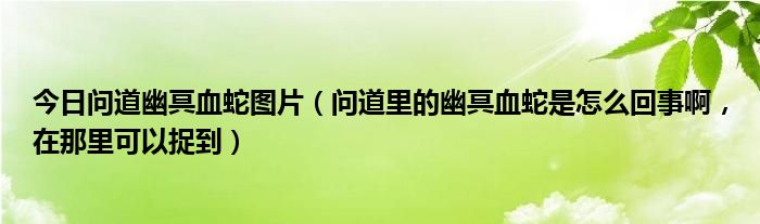 今日问道幽冥血蛇图片（问道里的幽冥血蛇是怎么回事啊，在那里可以捉到）