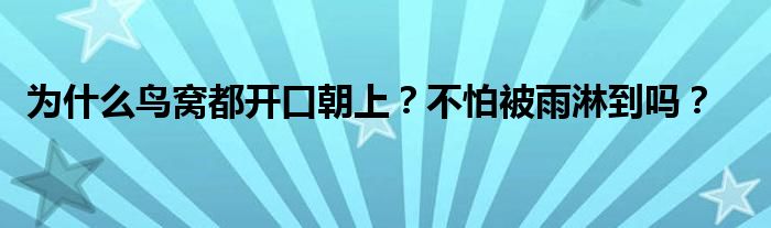 为什么鸟窝都开口朝上？不怕被雨淋到吗？