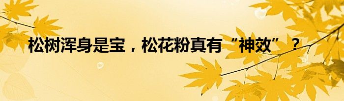 松树浑身是宝，松花粉真有“神效”？