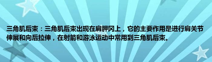 三角肌后束：三角肌后束出现在肩胛冈上，它的主要作用是进行肩关节伸展和向后拉伸，在射箭和游泳运动中常用到三角肌后束。